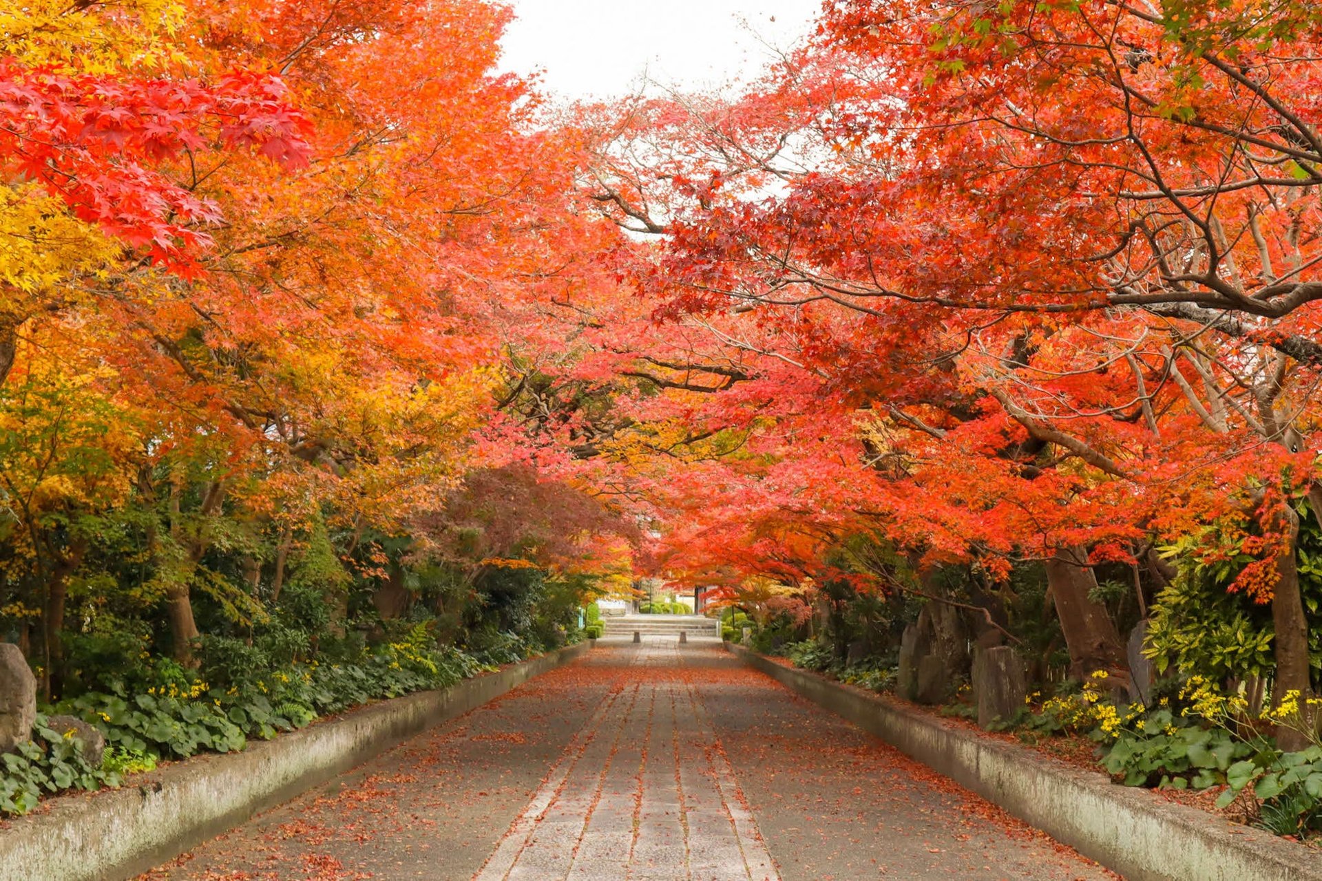 龍福寺紅葉（イメージ）