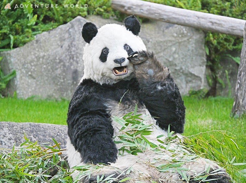 熊寶樂園(Panda Love)「新種熊貓世界」特別企劃「運動場熊貓」期間限定復播