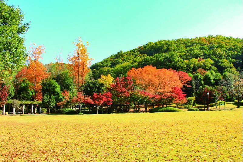 山梨縣曽根丘陵公園嘅日本庭園，當日樹木觀察環節喺園內進行。