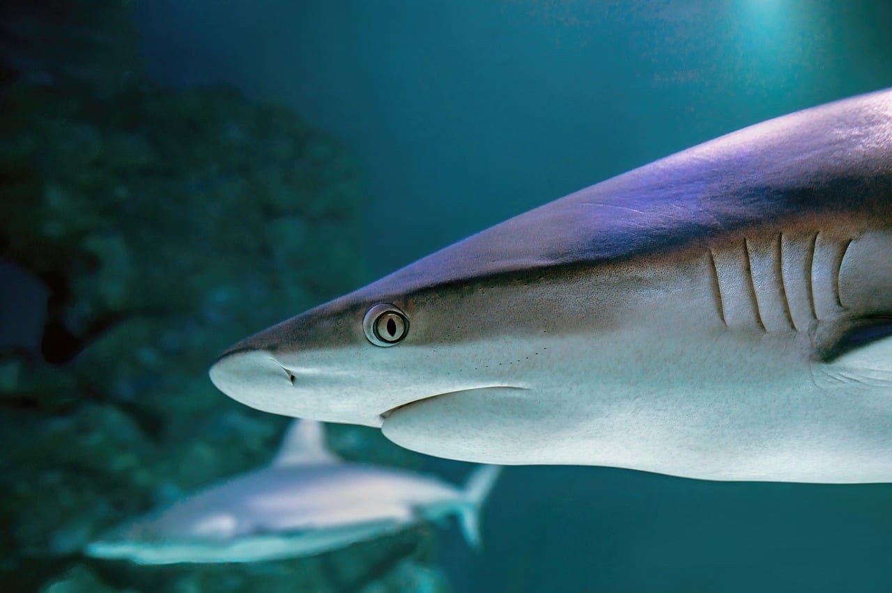 大洗水族館11月中兩個特殊日，茨城縣民日全客半價港人可玩