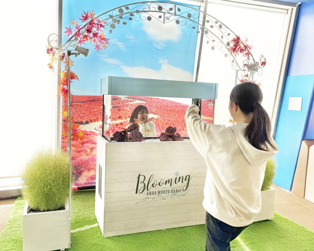 大洗水族館「コキア水槽」特設水槽，背景為紅葉球花蓼景觀，紅色魚群穿梭其中