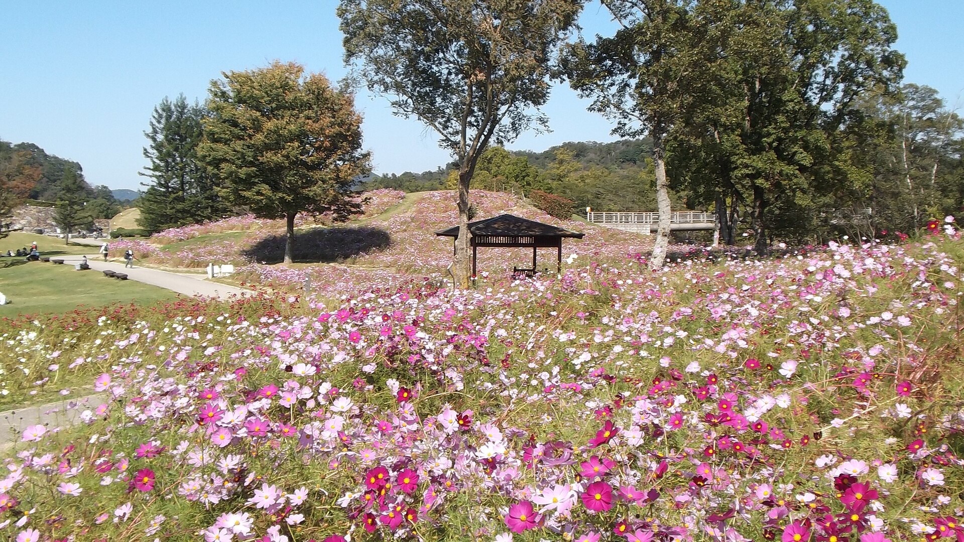 國営讃岐まんのう公園芝生広場嘅秋日家庭户外活動日，遊客喺大草坪参加體驗活動，相鄰飛竜池有獨木舟
