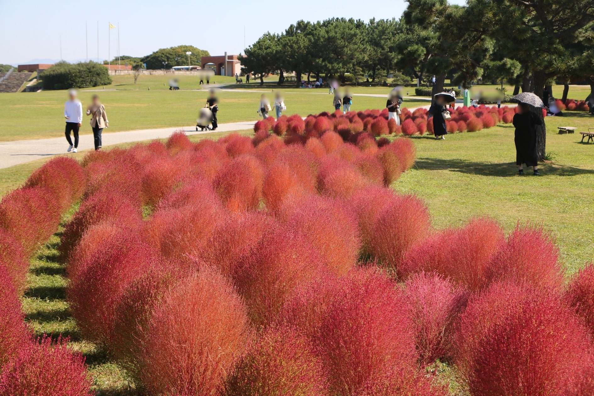 福岡海之中道海濱公園火紅葉紅葉見頃，花壇藏萬聖節「幽靈」