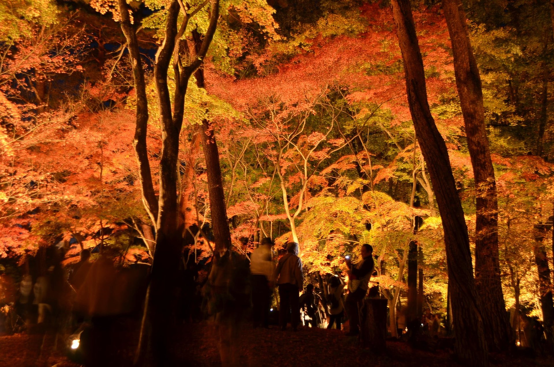 長瀞紅葉祭夜景(圖片來源:一社長瀞町観光協会)