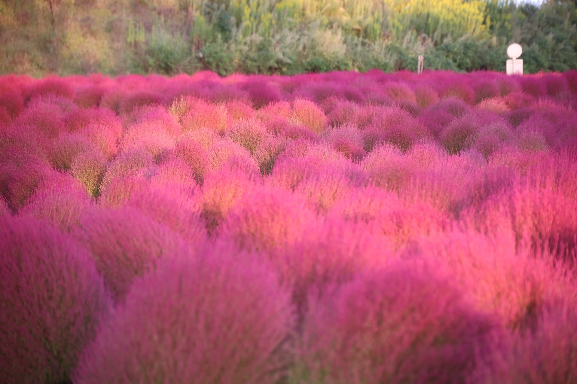 2026年10月9日拍攝，世羅Flower village花夢の里嘅秋色花田