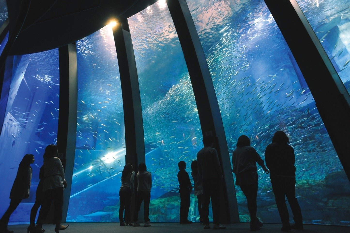 橫濱八景島水族館「アクアミュージアム」