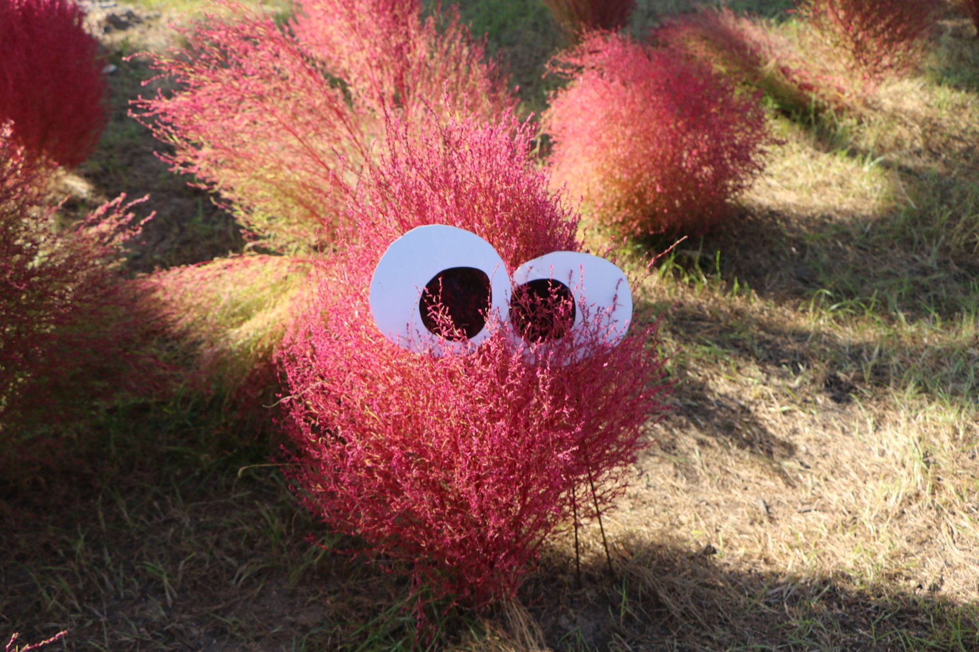 福岡海之中道海濱公園「虹之花壇」紅葉轉紅嘅火紅葉(コキア)