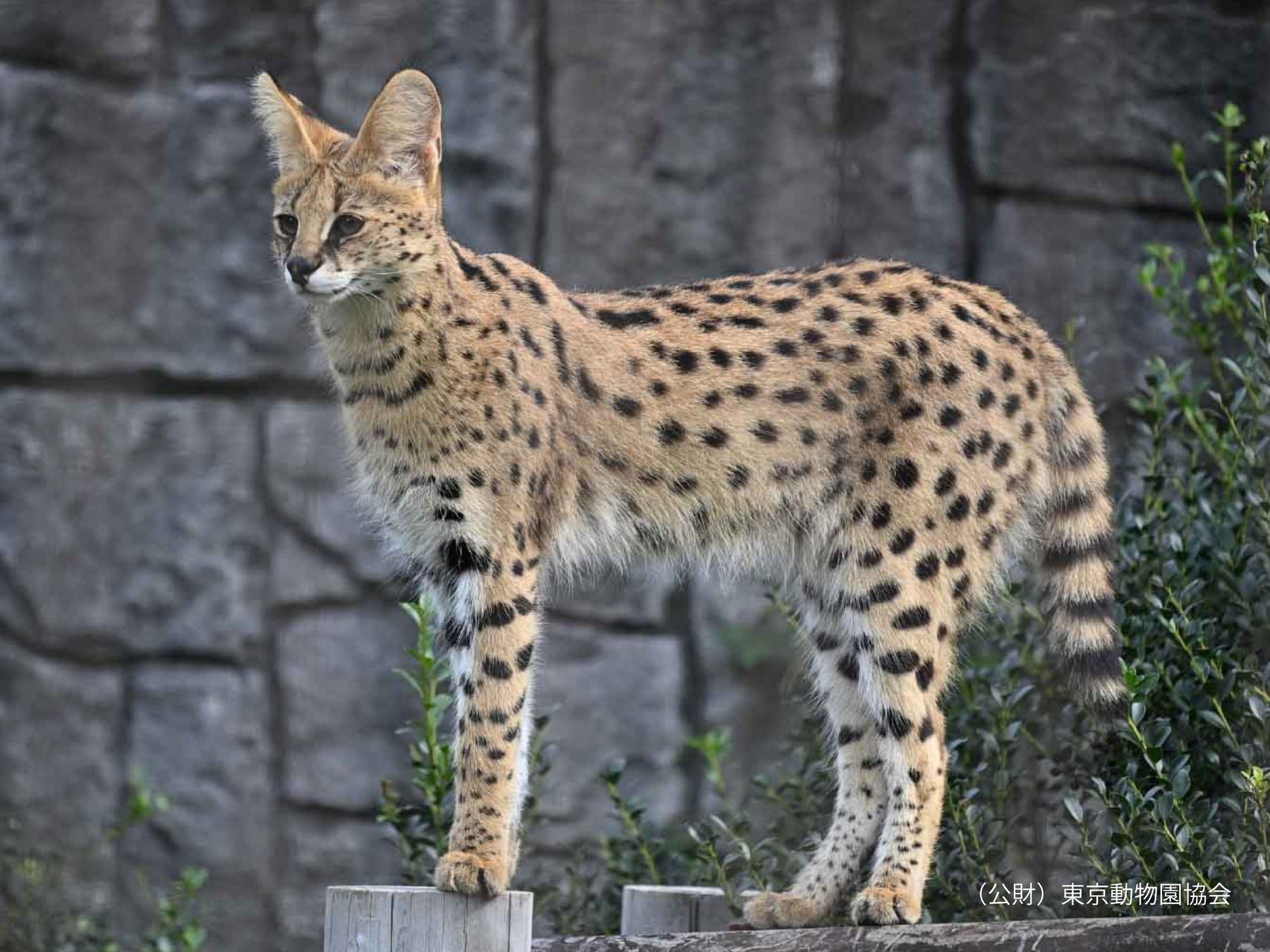 多摩動物公園嘅 serval(サーバル),呢屆非洲日有以 serval 為主題嘅面繪活動。圖片來源:日本旅遊|PR TIMES 主題樂園。
