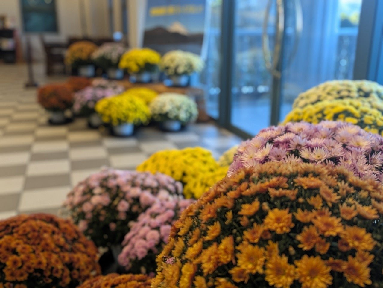 湖畔展望館內菊花展示（去年情況）