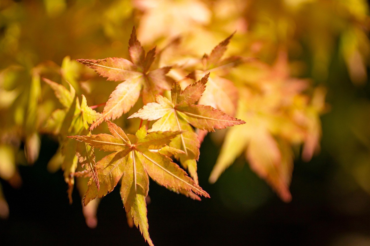 高良山紅葉景色,秋季楓葉染紅山頭