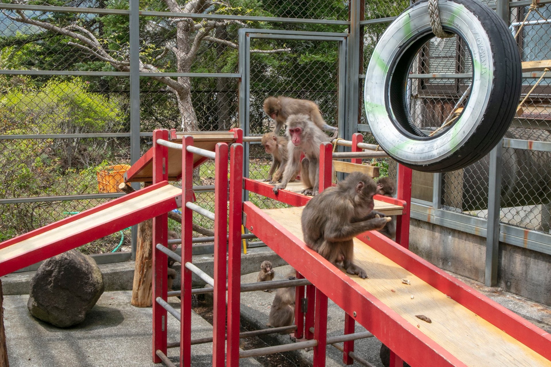 JAF山梨會員觀劇活動,參與者可餵猴及同猴合照