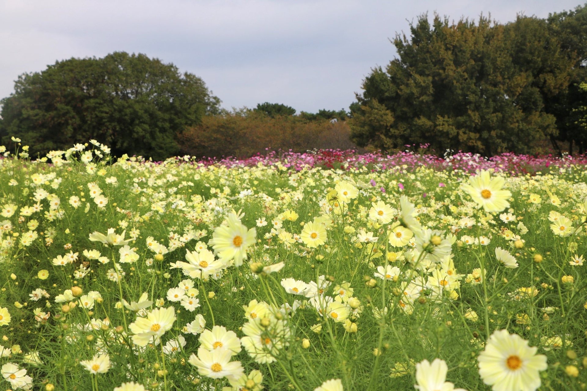 海の中道海浜公園花の丘,満布粉紅白三色波斯菊