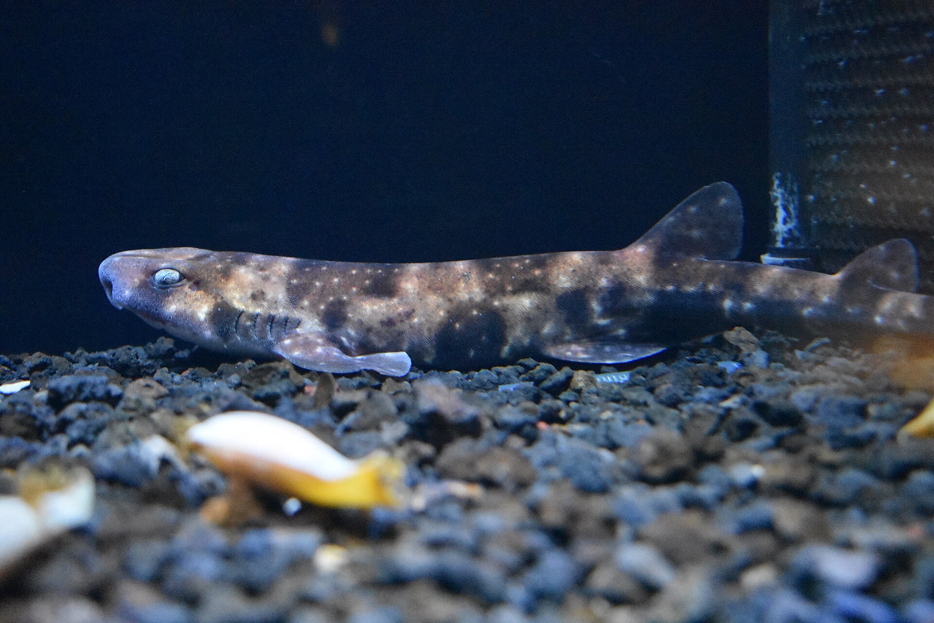 伊豆白濱主題香氛香膏擺喺木檯上，模擬水族館芳香日限定體驗