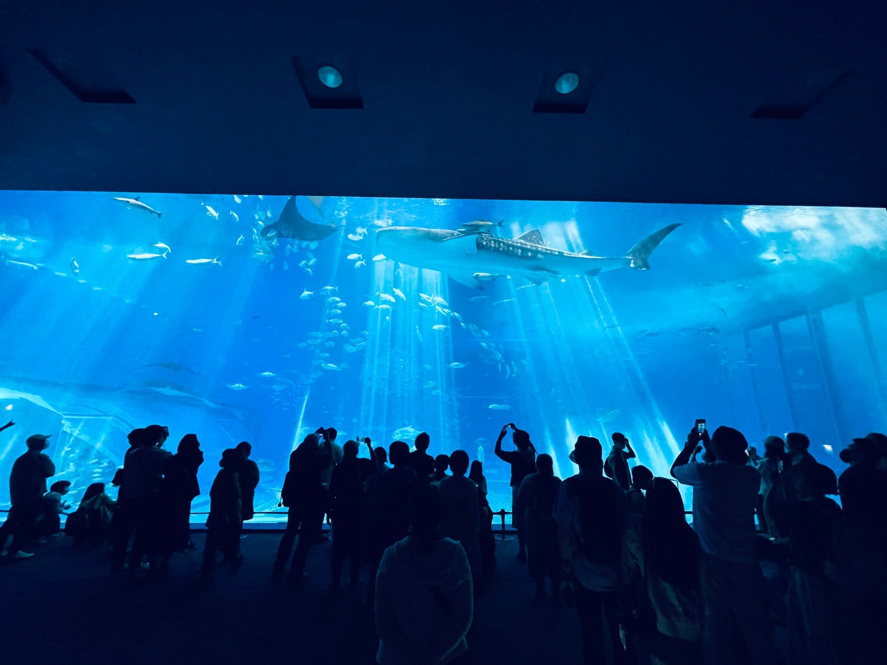 沖繩美ら海水族館大水槽「黒潮の海」景