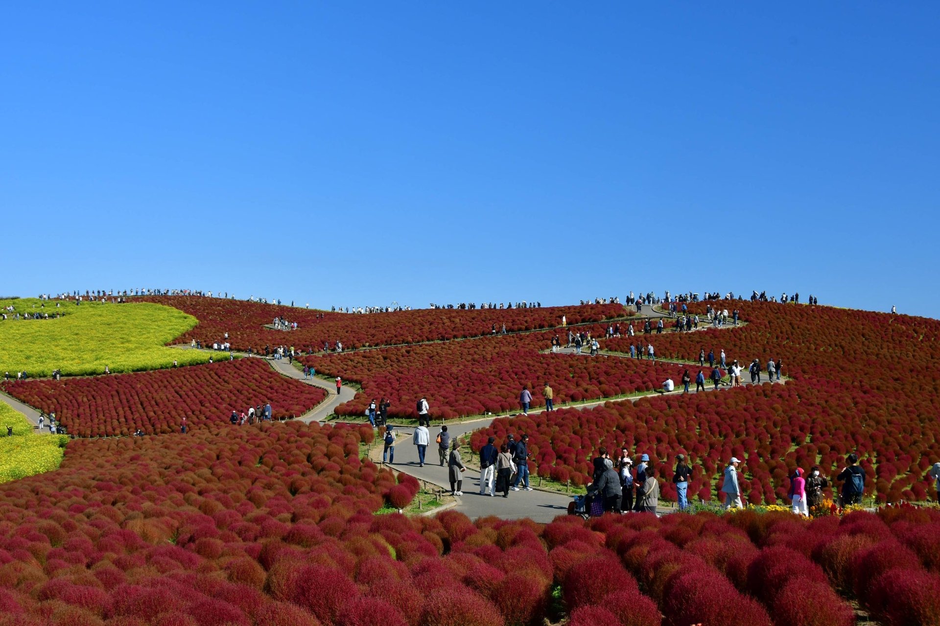 2026年10月23日國営ひたち海浜公園「みはらしの丘」紅景天(コキア)由真紅轉琥珀嘅景象