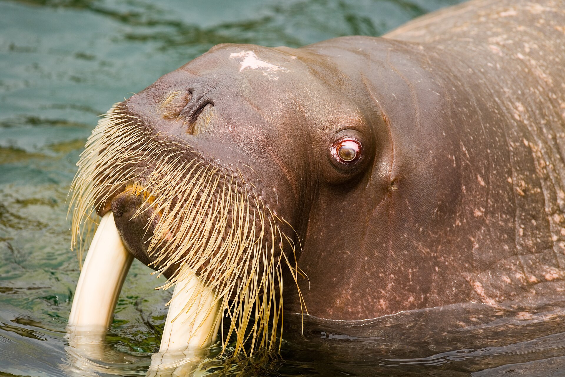 鴨川海洋博物館（鴨川シーワールド）水族館入海口，遊客與海洋動物展示