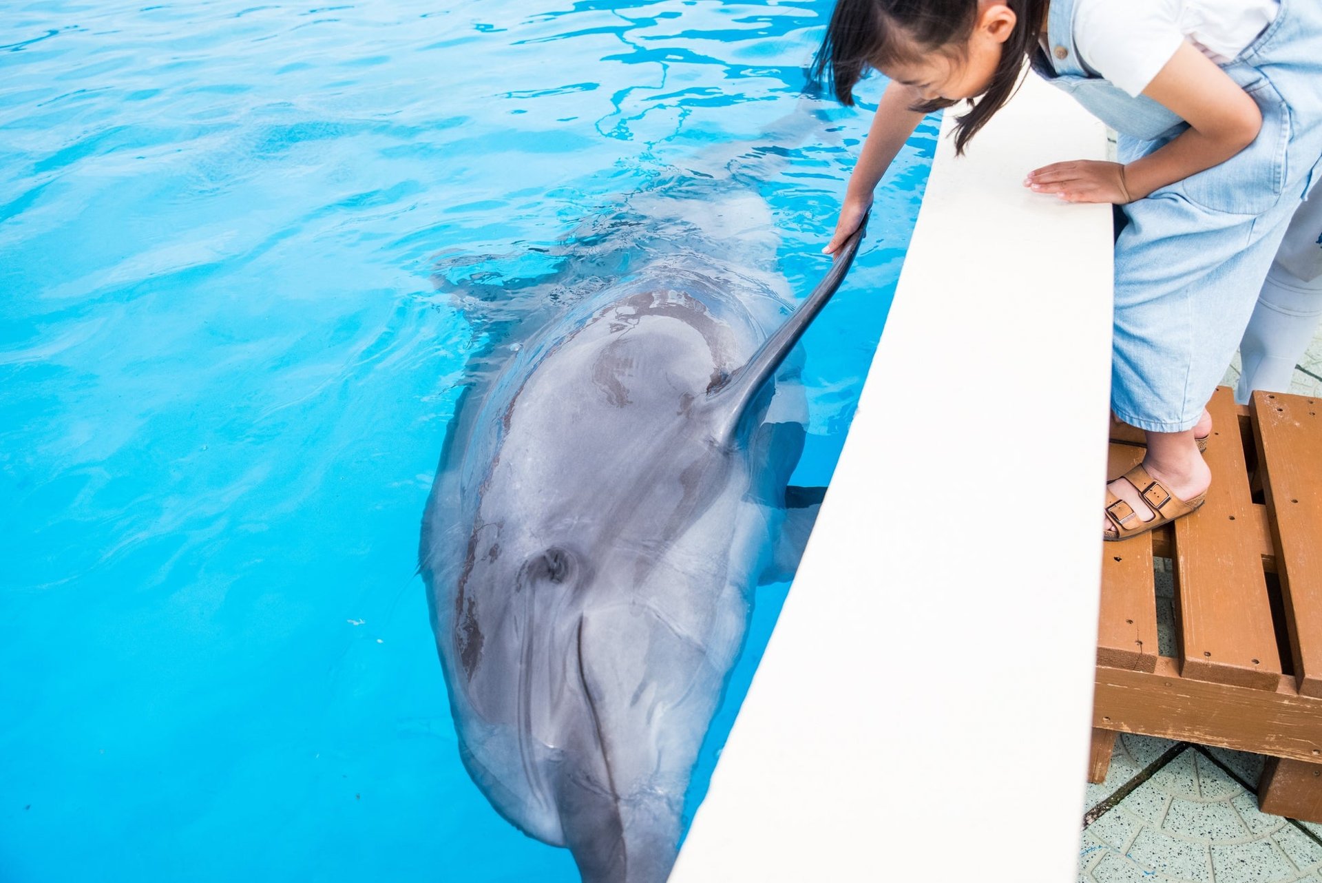 海豚觸摸池（イルカふれあいプール）入面，訪客同海豚親密接觸（示意圖）