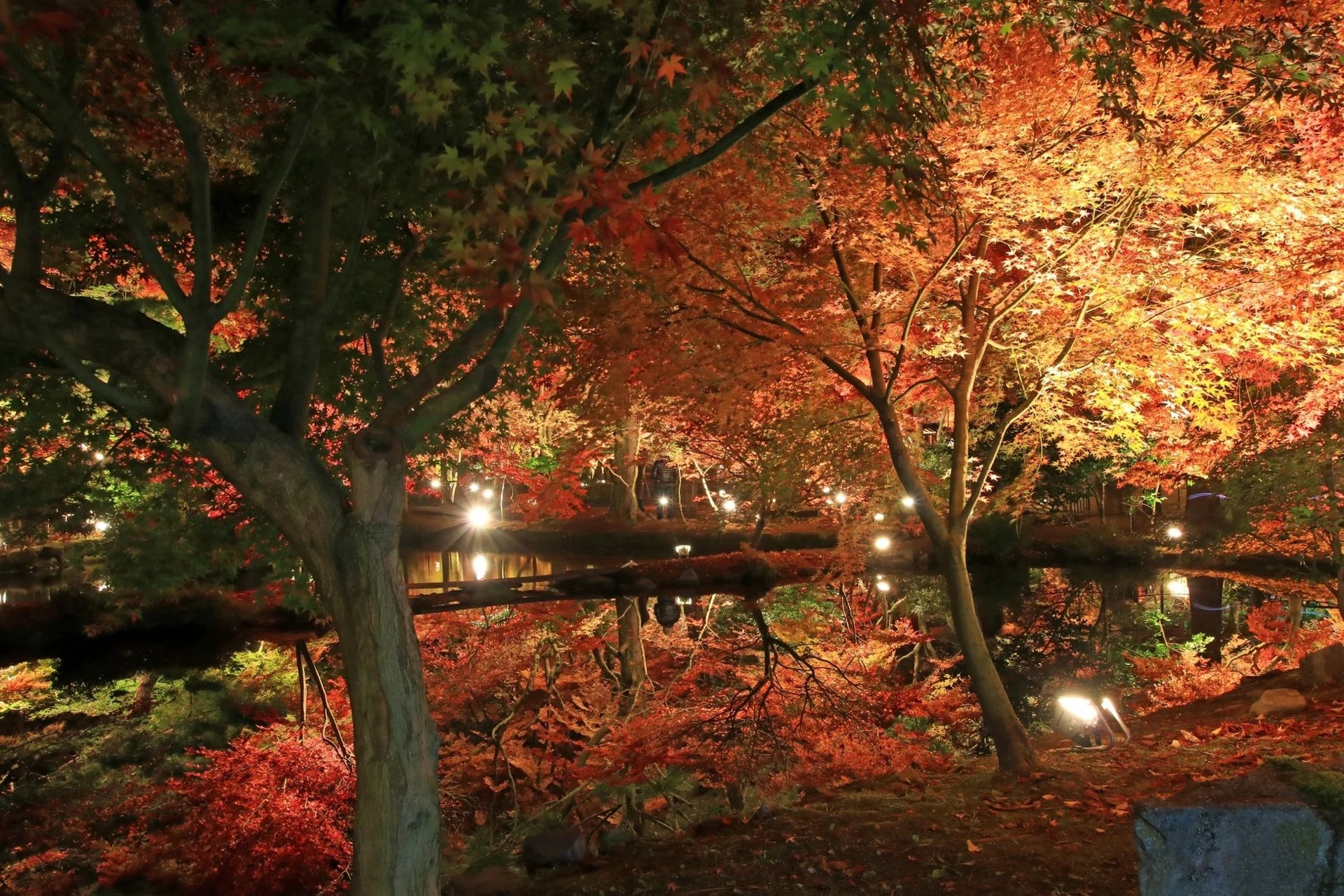 夜間燈光下倒映喺池面嘅紅葉(逆さもみじ)