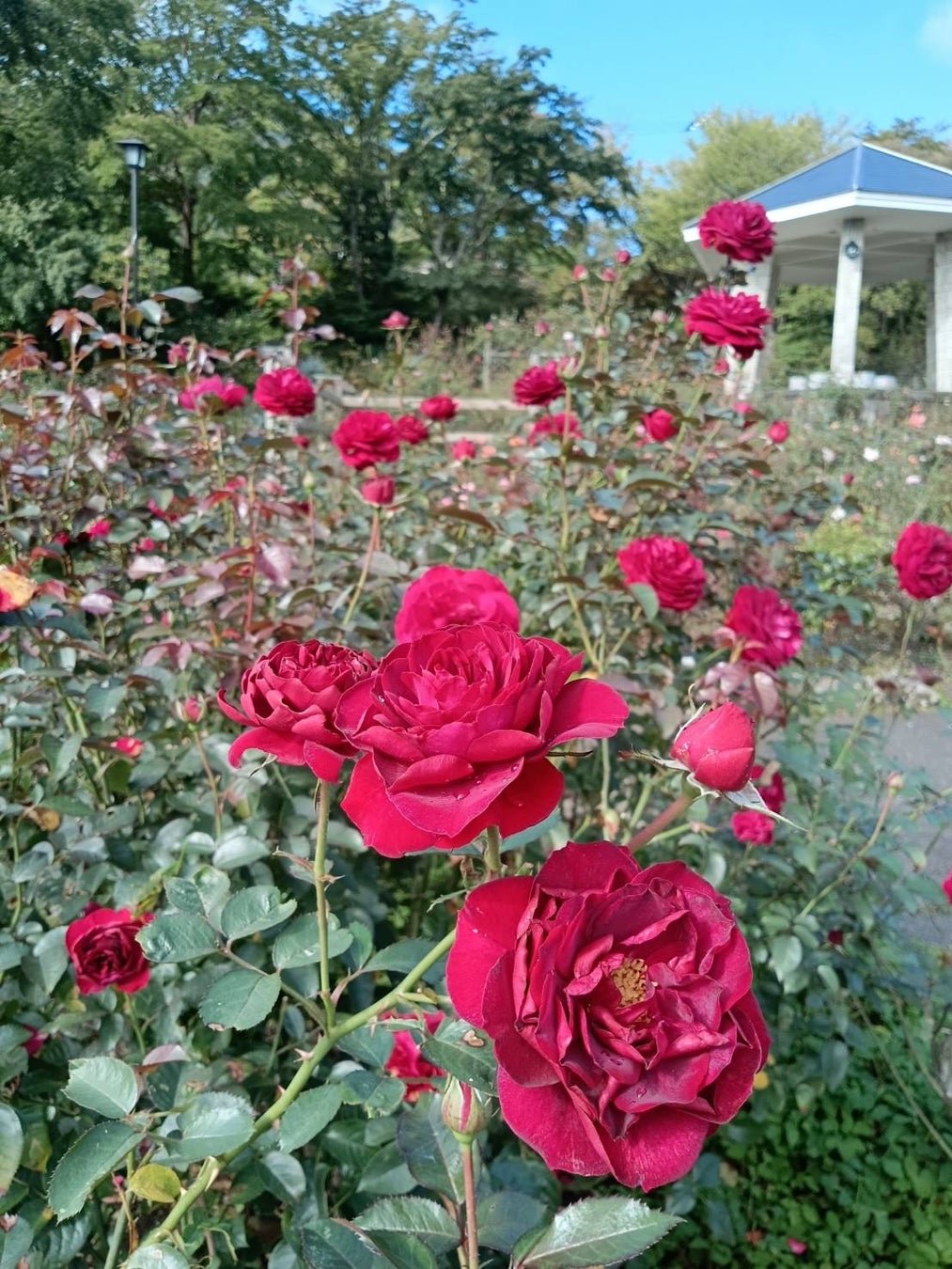 強羅公園玫瑰園深紅色系「ディープボルドー」秋薔薇，花色素，香氣濃