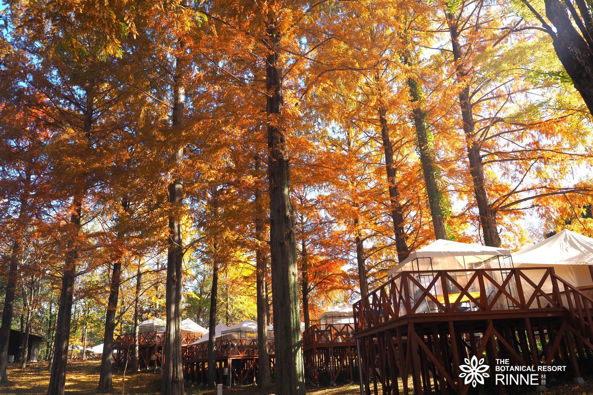 林音(THE BOTANICAL RESORT リンネ)紅葉季節嘅園內景色