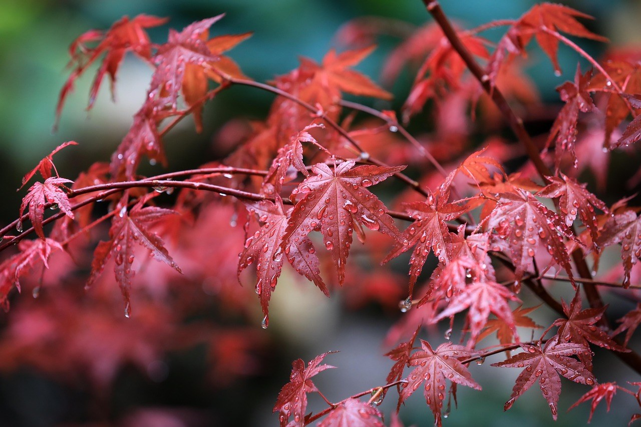 日本紅葉盛景，楓葉呈紅橙色，背景為傳統日式寺院