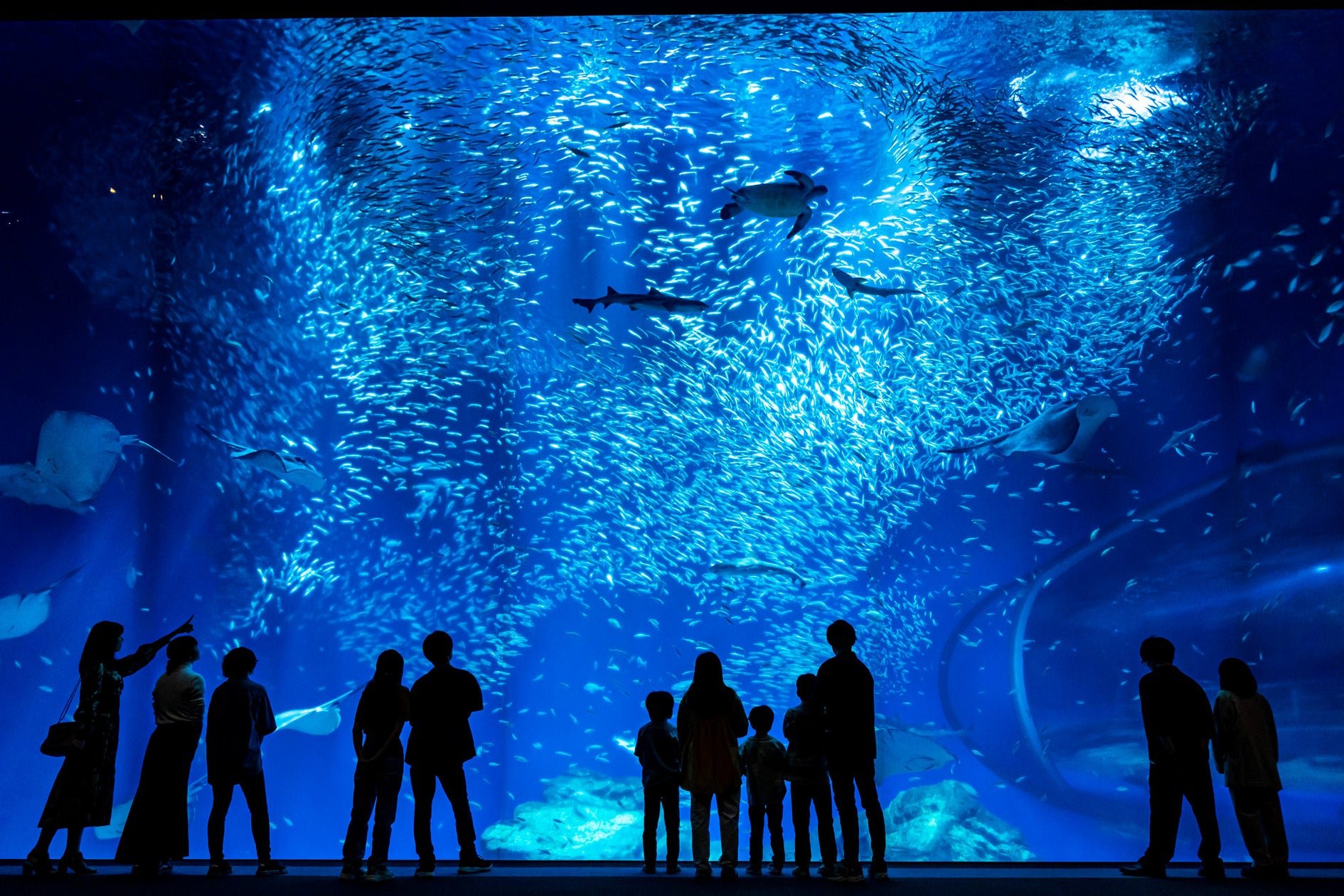 大洗水族館11月22日首次夜間貸切，提燈巡館只限JAF會員
