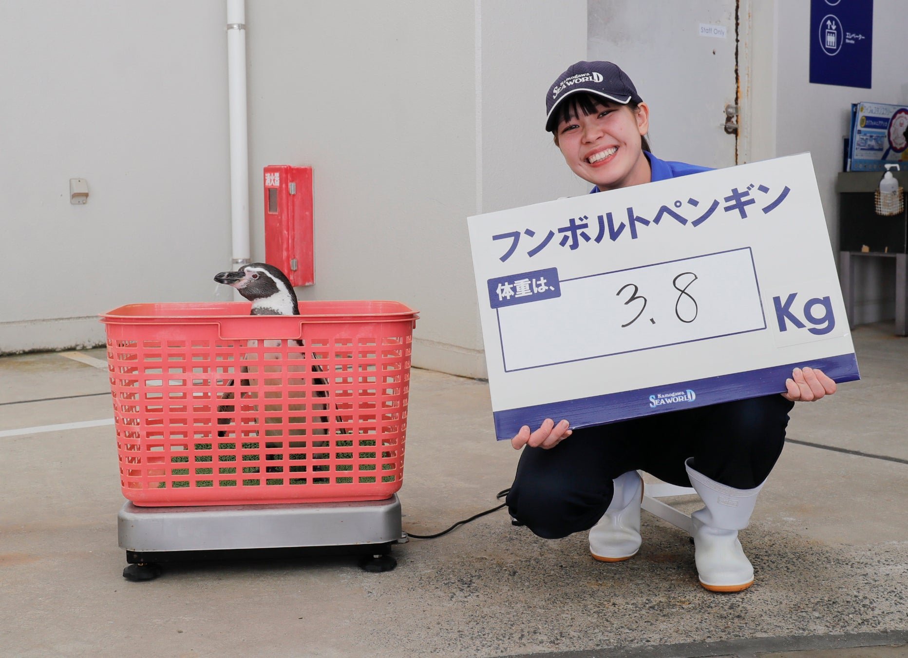 鴨川水族館11月1日「計量記念日」公開量海洋動物體重