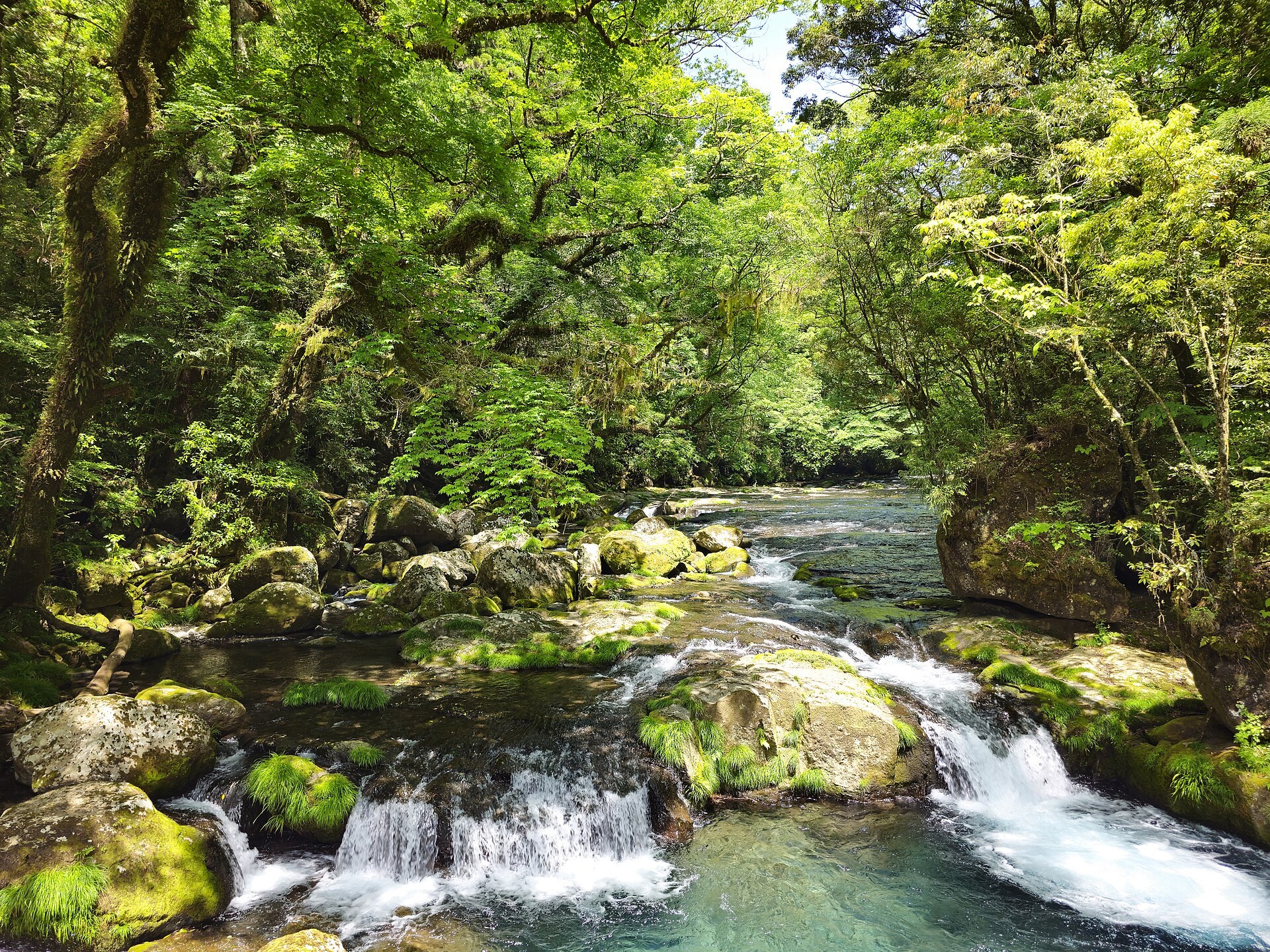 菊池渓谷:山澗入面清亮溪流,兩岸林木鬱鬱蔥蔥,清晨陽光灑喺水面上。