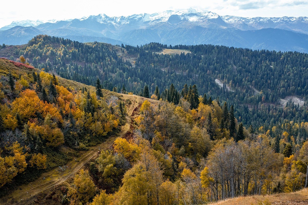 山徑越野跑道，日本山區山道繞過森林山丘，無人或遠處剪影，寫實新聞攝影風格