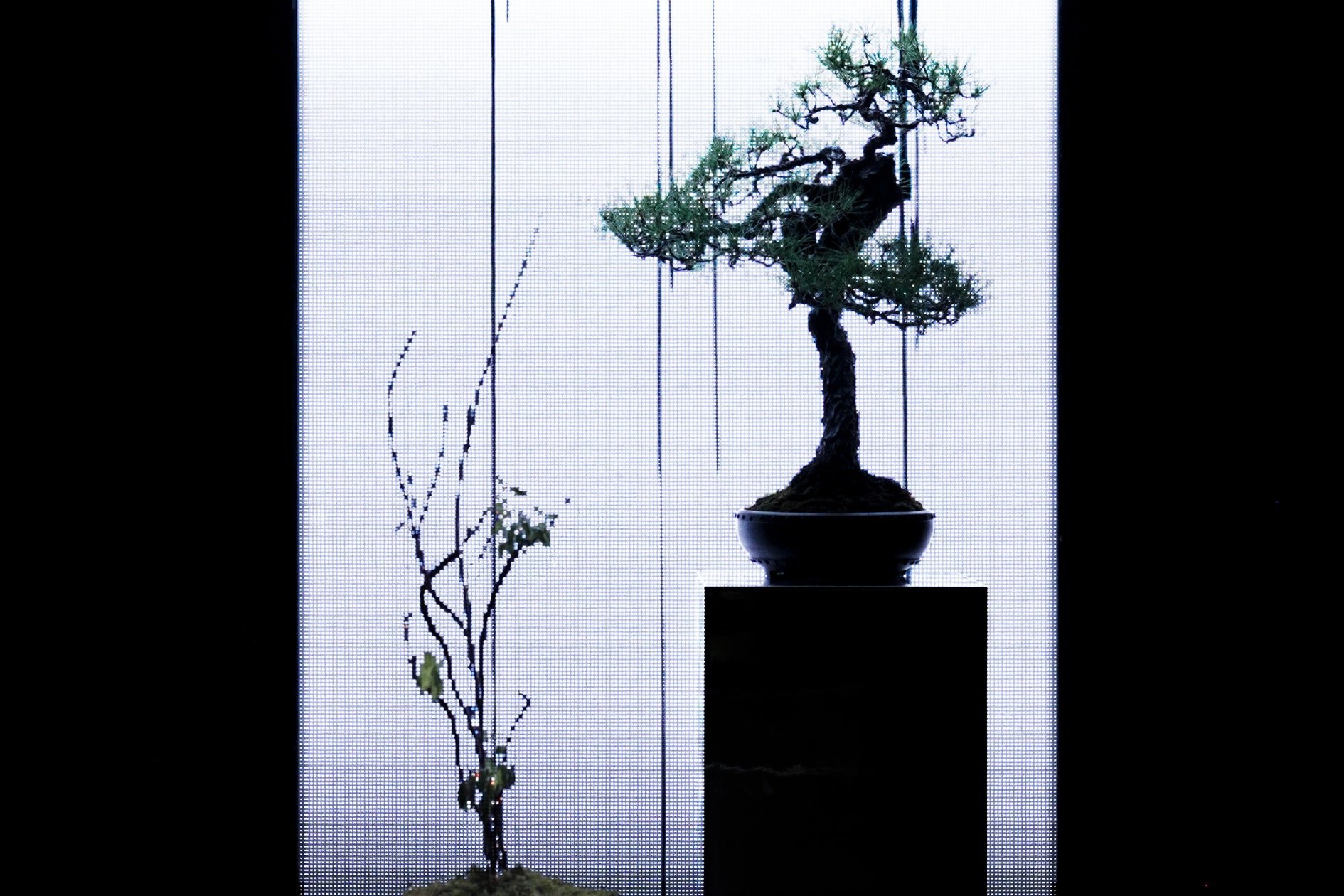 teamLab Biovortex Kyoto 內部裝置藝術