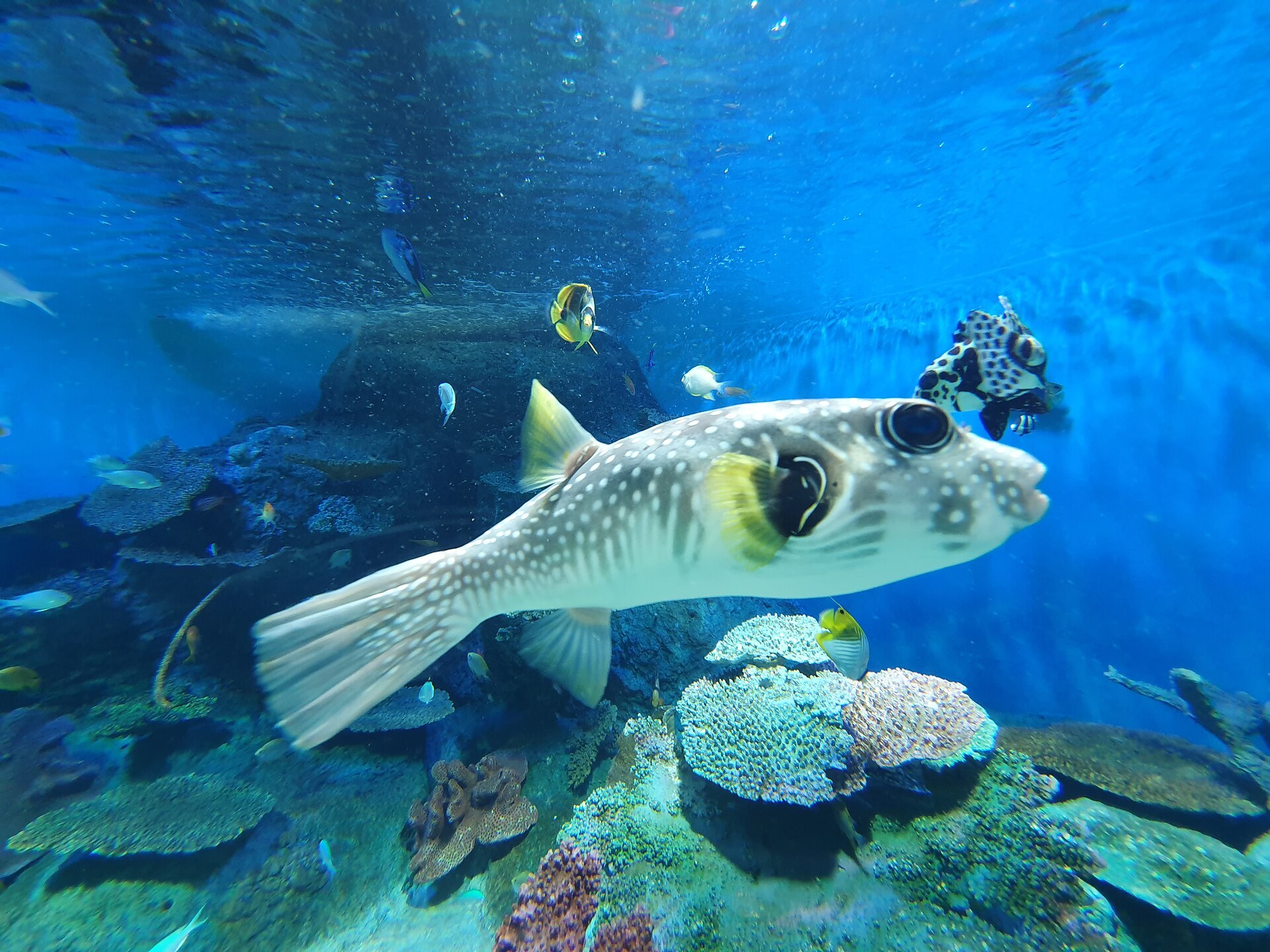 品川區政府新聞稿:品川水族館「夜間水族館」活動公告