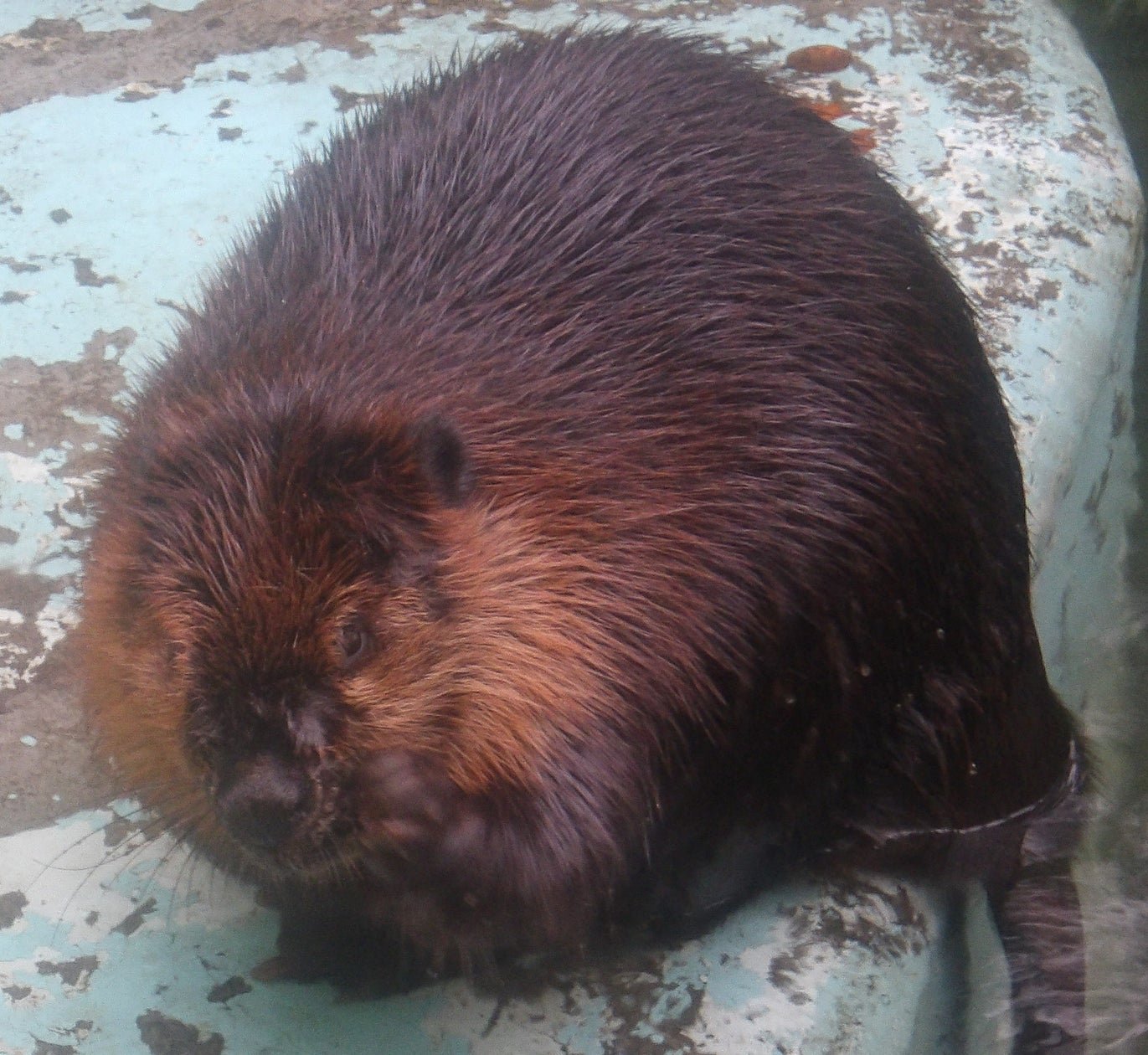 釧路市動物園新來一隻美國海狸「キキョウ」10月17日抵園同公眾見面