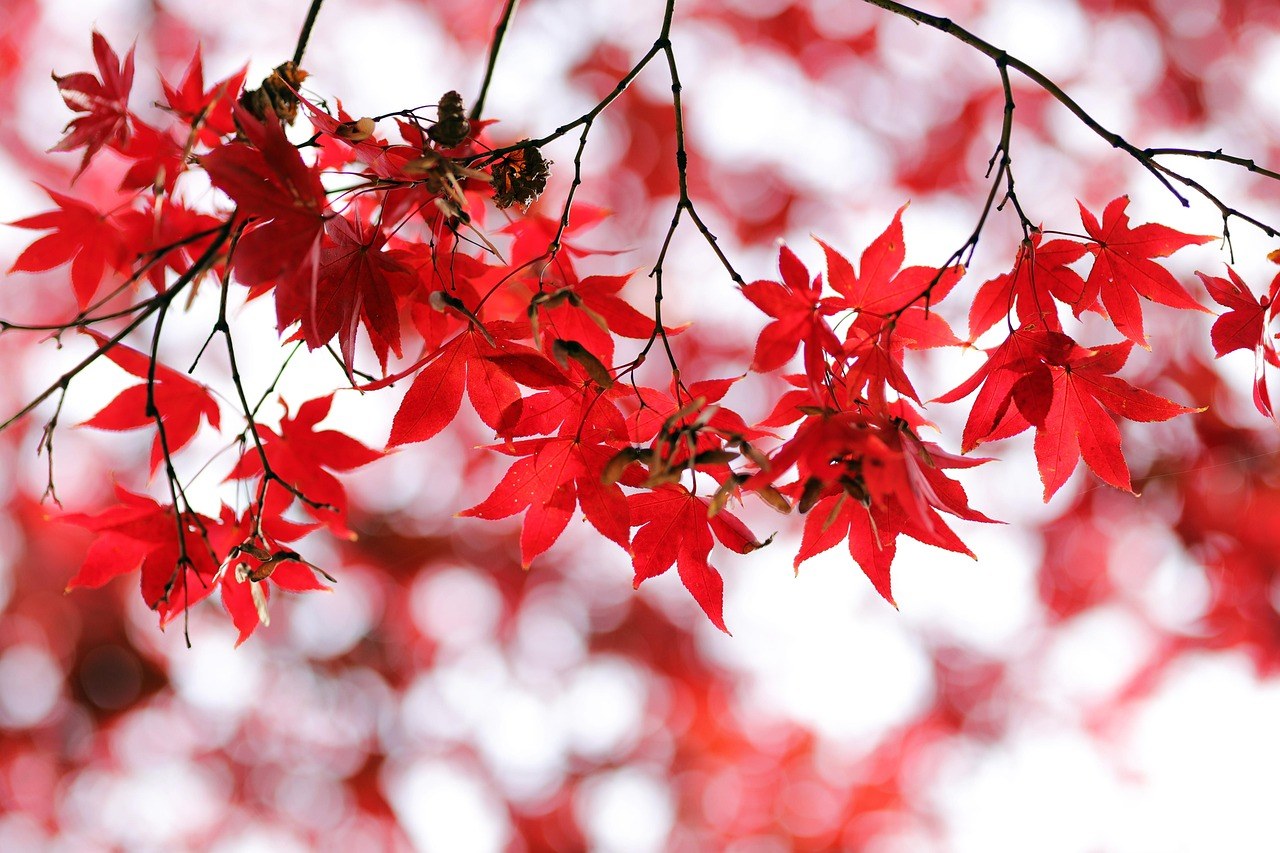 神代植物公園入秋,遊人在樹下慢步,紅葉點綴小徑(示意圖)
