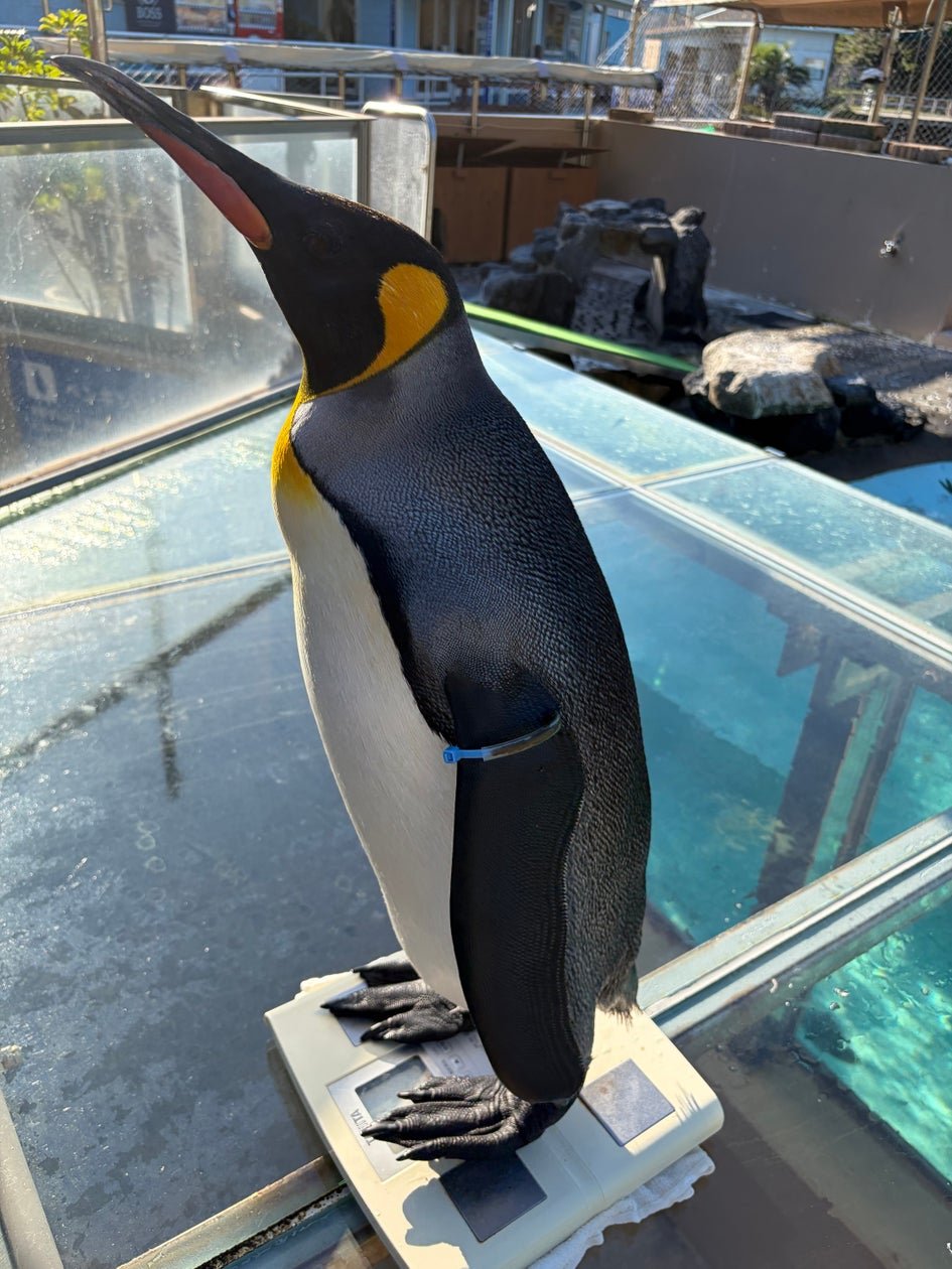 下田海中水族館企鵝池嘅企鵝