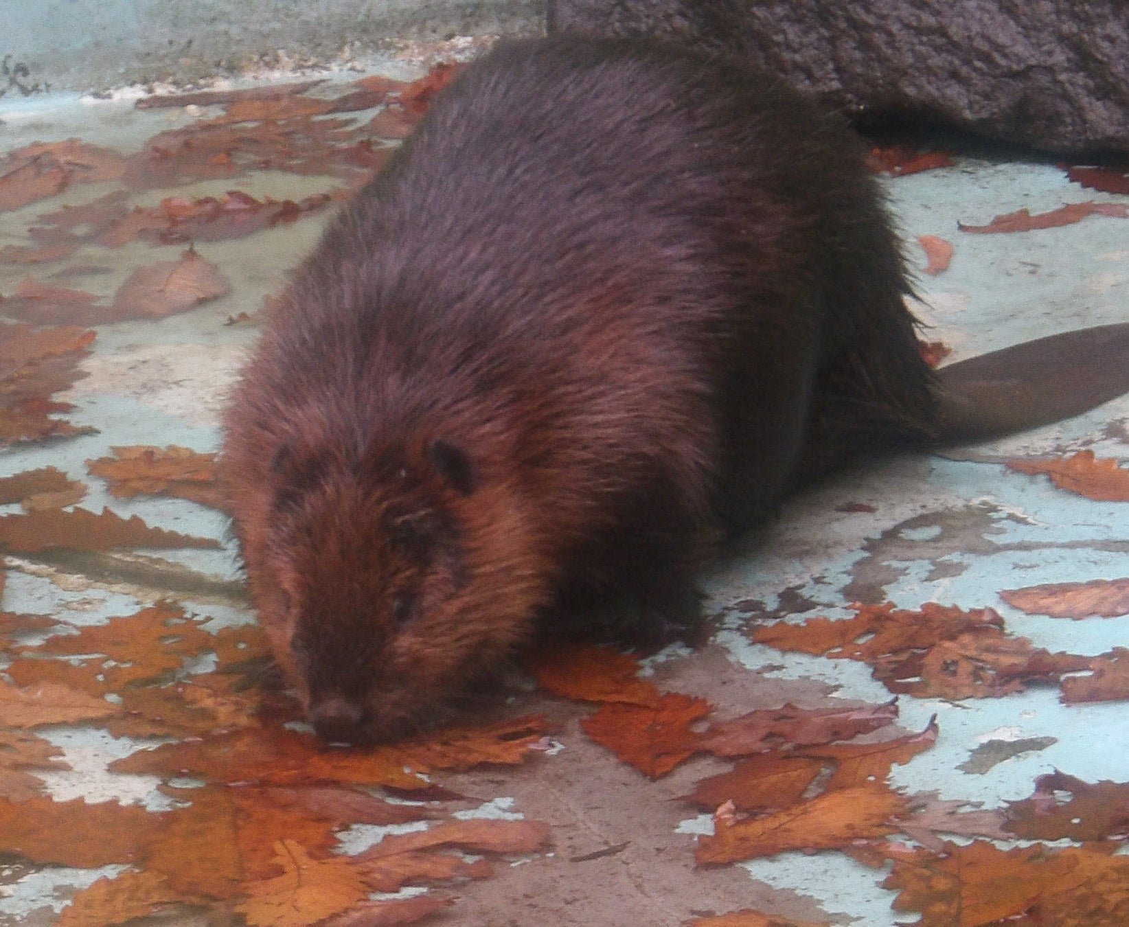 到釧路市動物園嘅美國海狸「キキョウ」(雄性)
