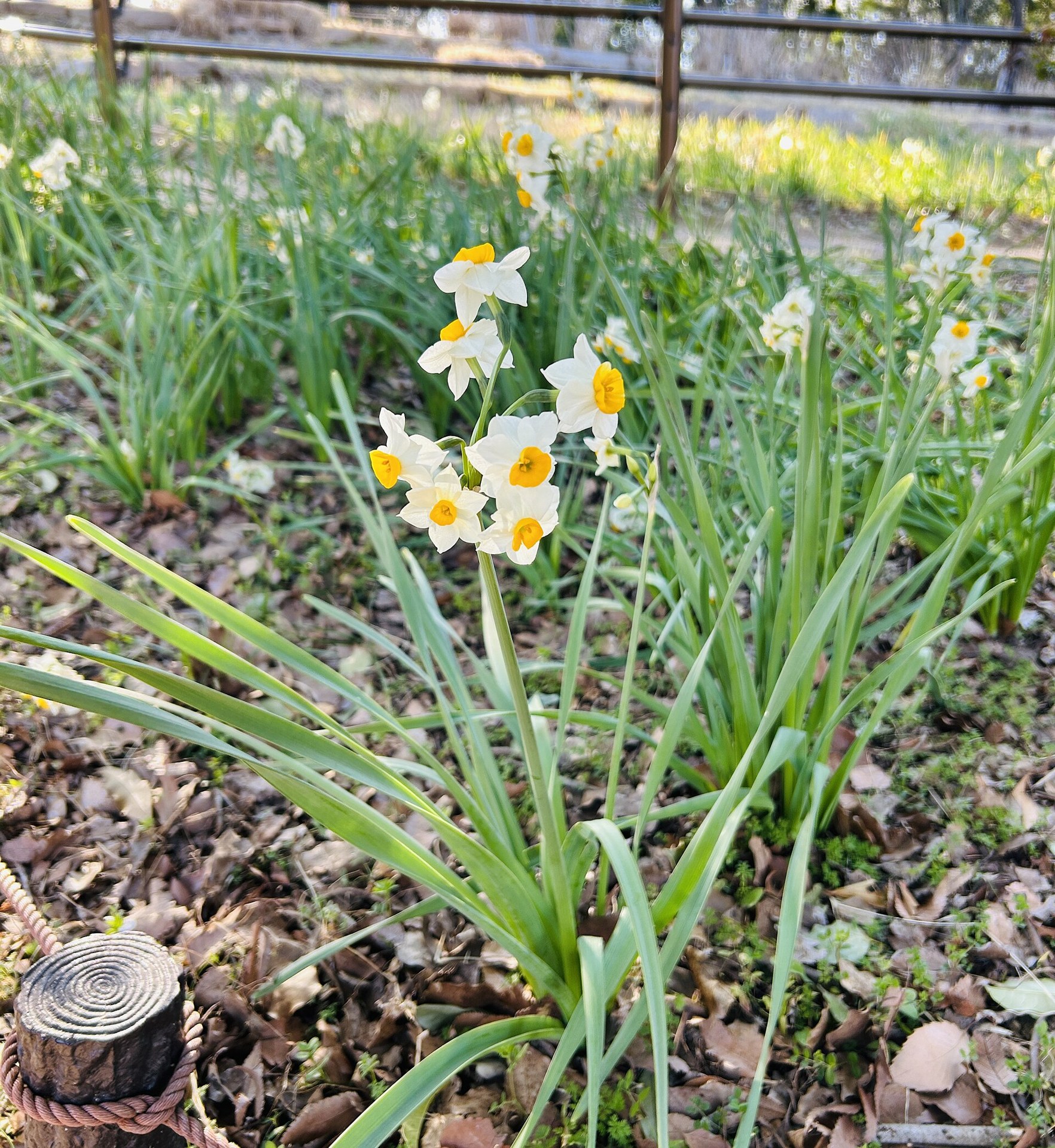 昭和紀念公園(昭和記念公園)嘅大型戶外嘉年華現場:草坪上嘅帳篷攤位、試食同體驗設施。